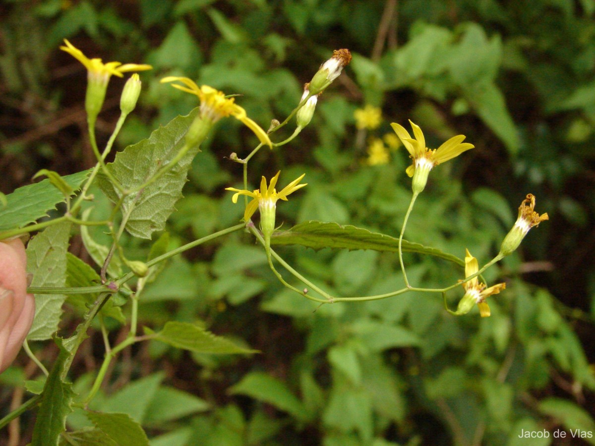 Senecio scandens Buch.-Ham. ex D.Don